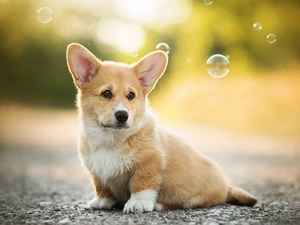 interesting eyes, Welsh corgi pembroke, Puppy
