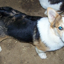 Welsh corgi pembroke