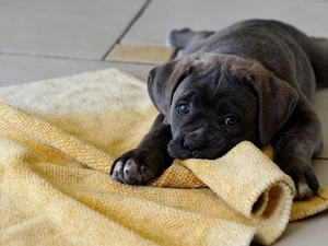 Blanket, Puppy, Cane Corso