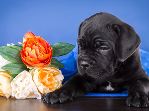 Flowers, Puppy, Cane Corso