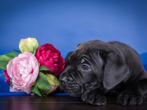 Peonies, Puppy, Cane Corso