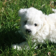 Coton de Tulear, White