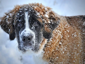 dog, A snow-covered, hair, Bernard