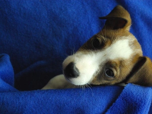 coverlet, Puppy, blue