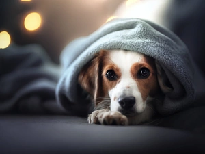 dog, The look, coverlet, Alpine Dutch