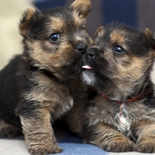 coverlet, Puppies, Two cars, little doggies