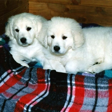 coverlet, slovak czuwacze, White, Pane, puppies