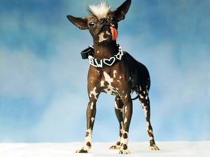 pinto, Tounge, inese Crested Dog, dog