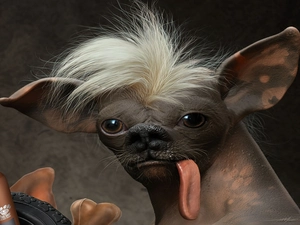 dog, Tounge, inese Crested Dog, Iroquois