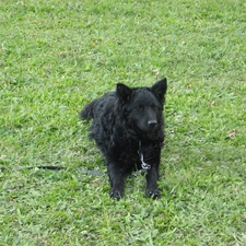 grass, Croatian Sheepdog