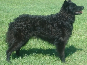 Croatian Sheepdog