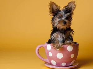 doggy, cup, small