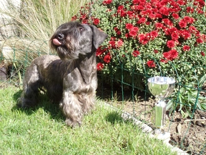 Flowers, Czech terrier, cup