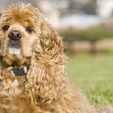 curly, hair, American Spaniel