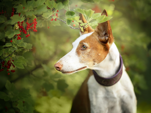 Twigs, currants, Basenji, Bush, dog
