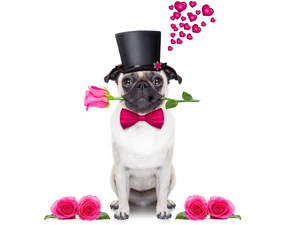 romantic, pug, hearts, cylinder, roses, dog