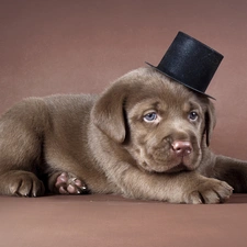 Labrador, cylinder, Puppy