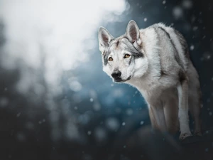 Czechoslovakian Wolfdog, dog