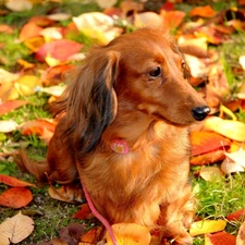 dachshund, dog, autumn, Leaf