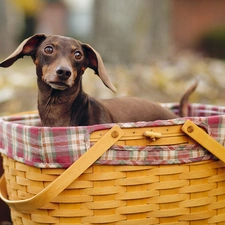 dachshund, basket