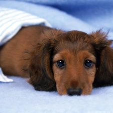 dachshund, Brown