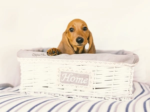 dog, Puppy, basket, dachshund