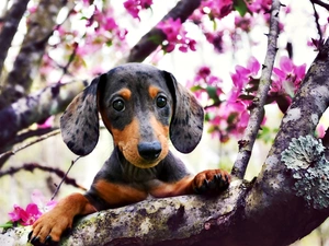 dog, flourishing, trees, dachshund