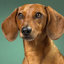 dachshund, dog