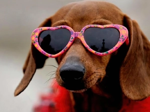 doggy, Head, Glasses, dachshund