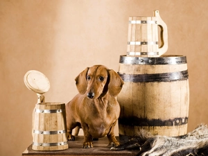 dachshund, drums