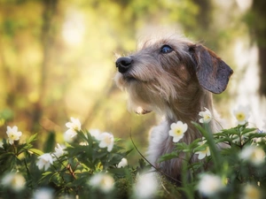 Flowers, dog, Wirehaired Dachshund