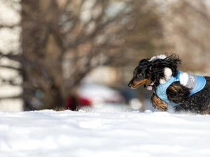 winter, dachshund, Long Haired, snow
