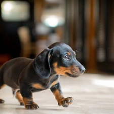 dachshund, Puppy