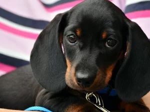 dachshund, dog, Puppy