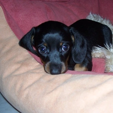 Puppy, Dachshund Shorthair