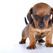 dachshund, Puppy