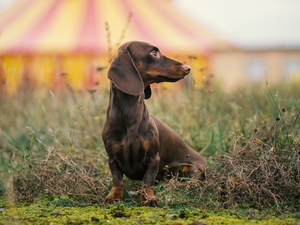 dog, Dachshund Shorthair, grass, Brown