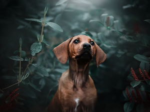 dog, Dachshund Shorthair, Plants, Brown