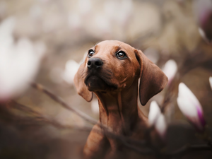 Dachshund Shorthair