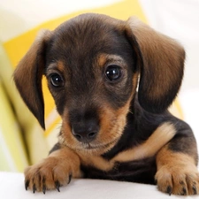 small, dachshund, beautiful