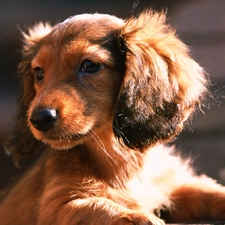 dachshund, puppie, small, Brown