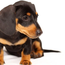 dachshund, Puppy, small, honeyed