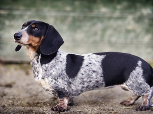 dachshund, Wirehaired