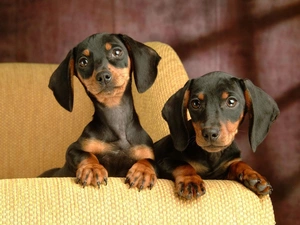 Sofa, Two cars, dachshunds