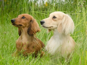 dachshunds, grass, Two cars