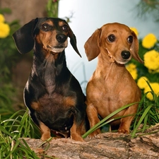 dachshunds, Dogs, grass, Two cars