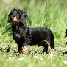 dachshunds, Black, Meadow, Two cars