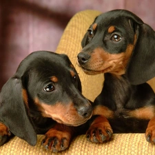 dachshunds, Sofa, Two cars