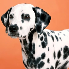 Dalmatian, dog