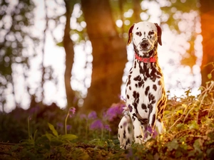 Dalmatian, dog